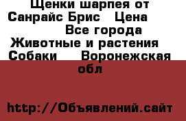 Щенки шарпея от Санрайс Брис › Цена ­ 30 000 - Все города Животные и растения » Собаки   . Воронежская обл.